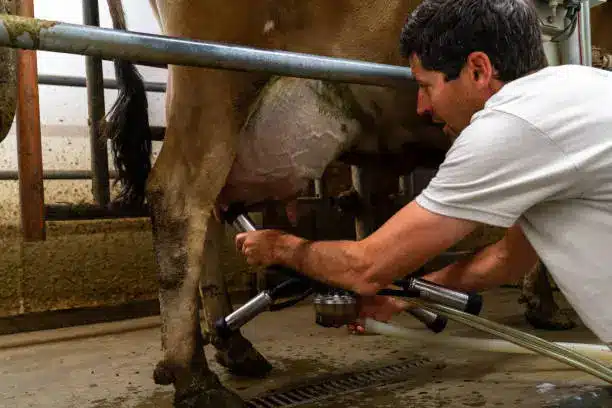 A Jersey cow being milked in a modern dairy facility, showcasing its high-quality milk production - Jersey cattle