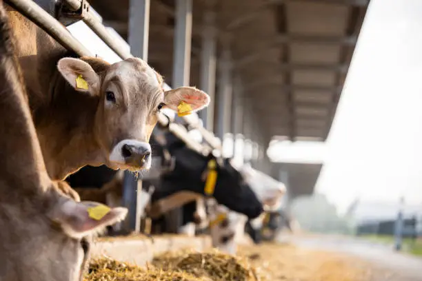 A Jersey cow enjoying a feed mix enriched with probiotics and supplements - Jersey cattle