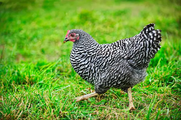 A Plymouth Rock hen - egg laying chickens