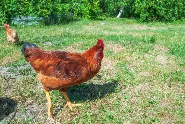 A Rhode Island Red hen foraging in a backyard, showcasing its vibrant rust-colored feathers - egg laying chickens