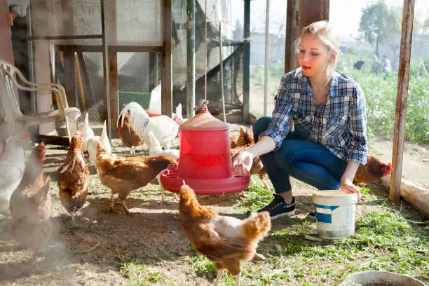 A beginner feeding chickens in a well-maintained coop - Agristuff