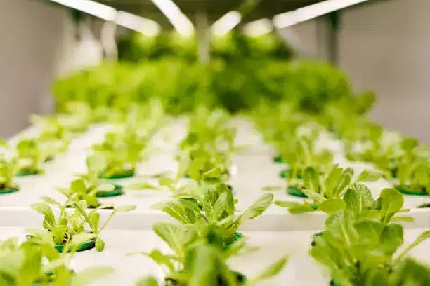 A close-up of LED lights emitting over a vertical farming