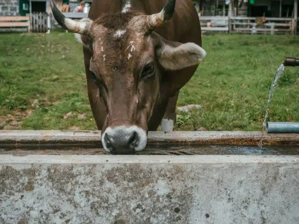 A close up of a Jersey cow drinking fresh water from a trough - Jersey cattle