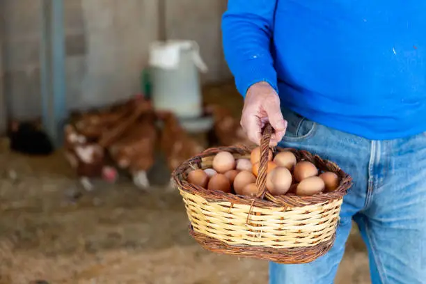 A close-up of fresh eggs in a basket, showcasing the end product of poultry farming.