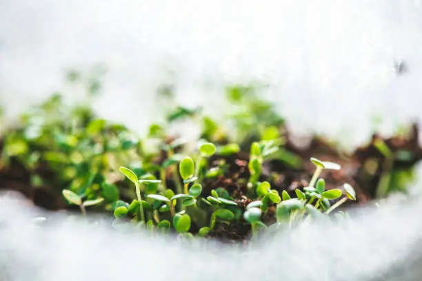 A close-up of hydroponic systems in action, with water circulating through plant roots - vertical farming