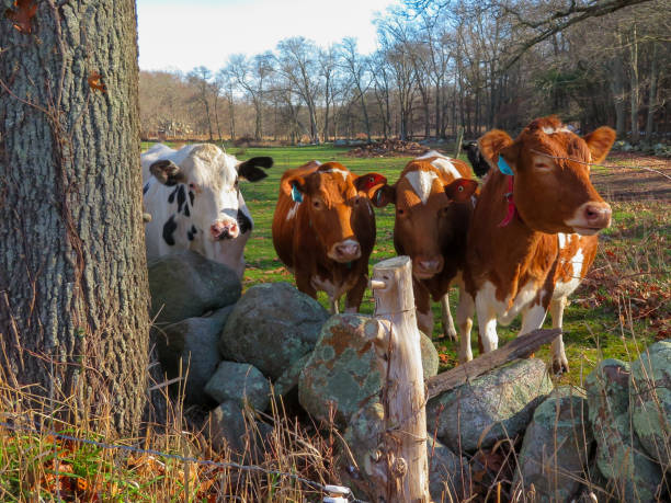 A collage of different livestock breeds, such as Holstein cows, Merino sheep, and Rhode Island Red chickens