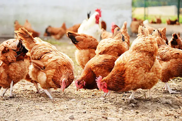 A collage of different poultry breeds, such as a Cornish Cross chicken, Rhode Island Red, and Pekin duck.