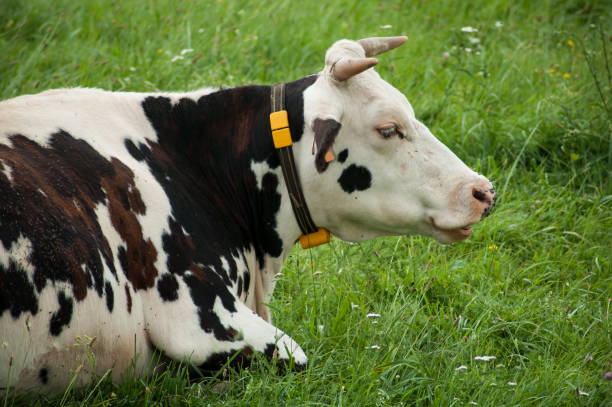 A cow wearing an IoT enabled collar that monitors vital signs like heart rate and rumination