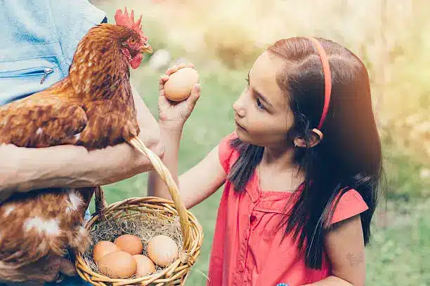 A family collecting eggs from a coop, smiling as they hold a basket filled with brown eggs - egg laying chickens