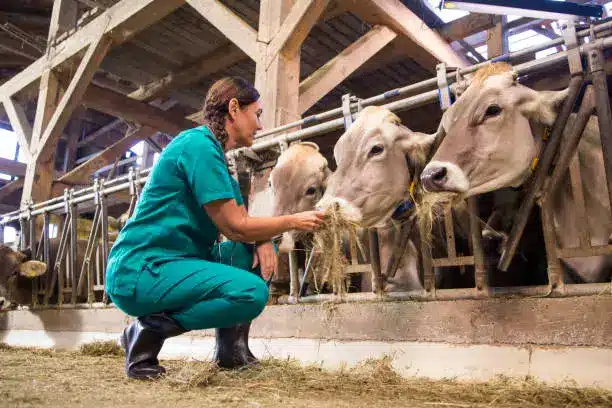 A farmer carefully measuring and adding supplements to cattle feed - Jersey cattle