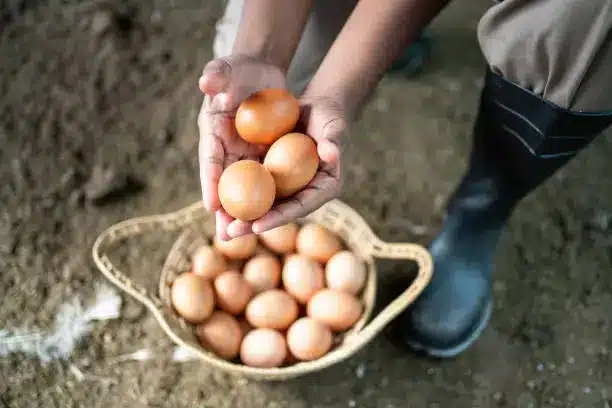 A farmer inspecting eggs in a commercial poultry farm setting - Poultry raising