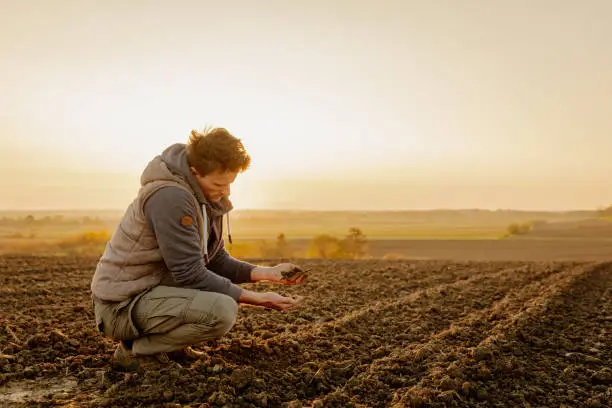 A farmer inspecting healthy, fertile soil with thriving crops in the background - Agristuff