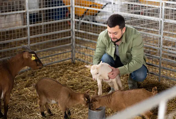 A farmer milking a goat, showcasing the growing trend of goat dairying.