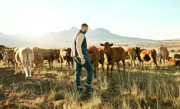 A farmer tending to cattle in a green pasture, showcasing the harmony between livestock and nature.