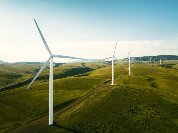 A field of bioenergy crops with a wind turbine in the background.