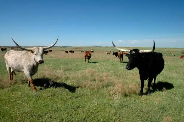 A herd of Ankole cattle grazing in a field, with their horns creating a visually stunning silhouette.