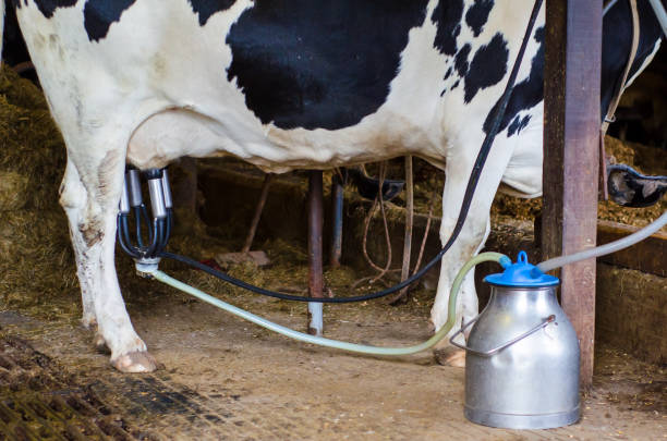 A historical illustration comparing traditional hand-milking methods with modern robotic milking systems.