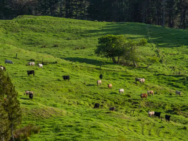 A lush agroforestry system with trees, crops, and livestock coexisting harmoniously - Agristuff