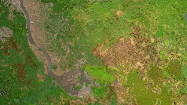 A satellite image showing deforestation patterns in the Amazon, with areas cleared for animal farming highlighted.