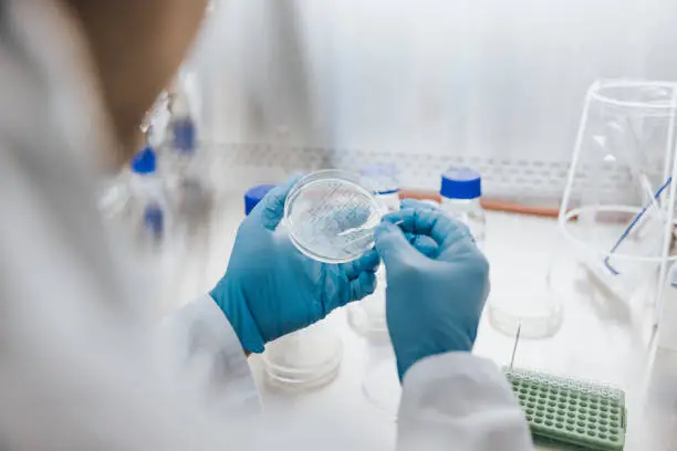 A scientist working in a lab on cultured meat samples.