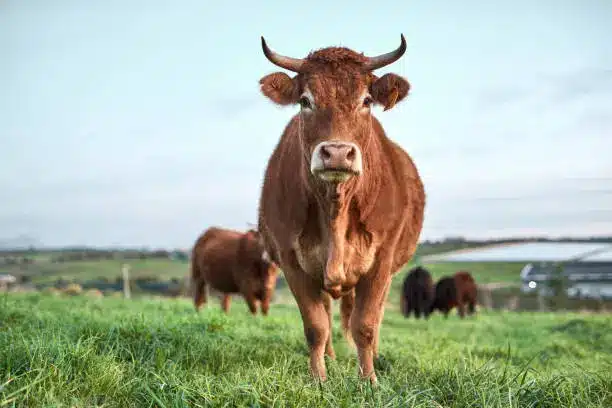 A side profile of an Ankole cow grazing, showcasing the full length and curve of its horns.