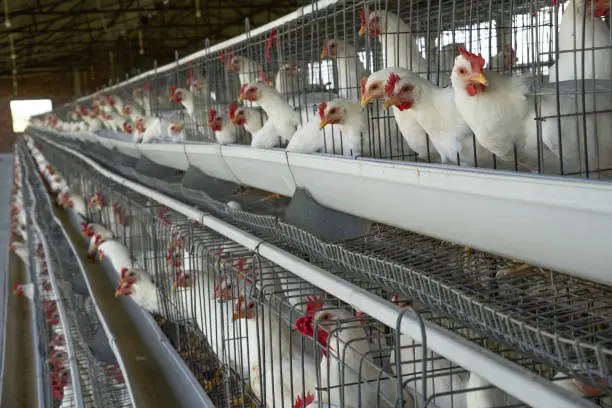 A split-image comparison of a conventional poultry farm (indoor) and a free-range farm (outdoor).