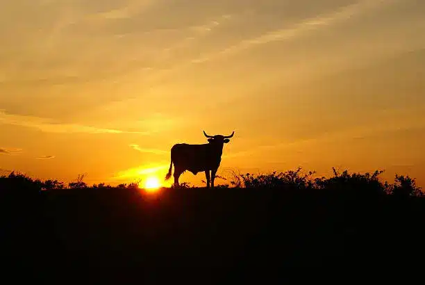 A sunset scene with an Ankole cow standing proudly, its horns silhouetted against the sky.