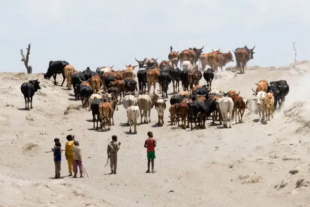 A traditional African village scene with Ankole cattle highlighting their cultural importance