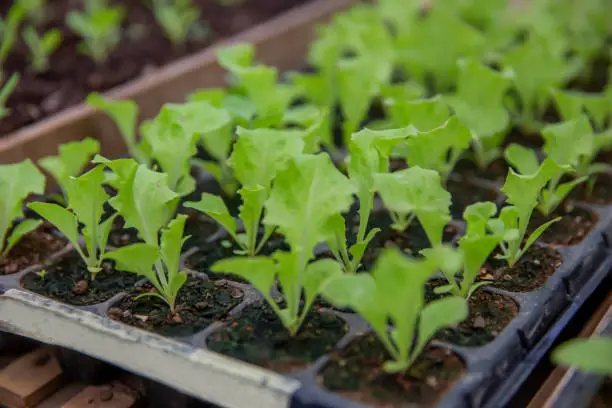 A tray of young, green seedlings in a nursery setting.