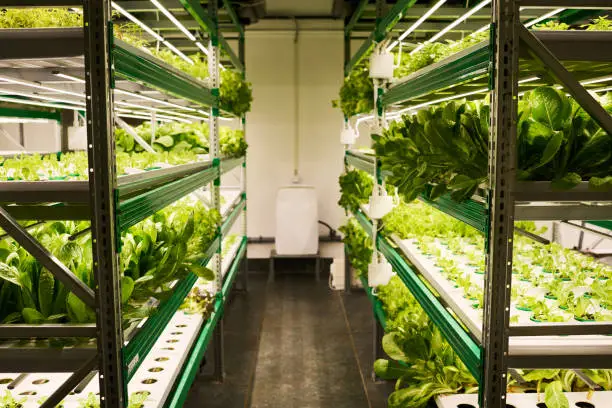 A vertical farm with stacked layers of crops