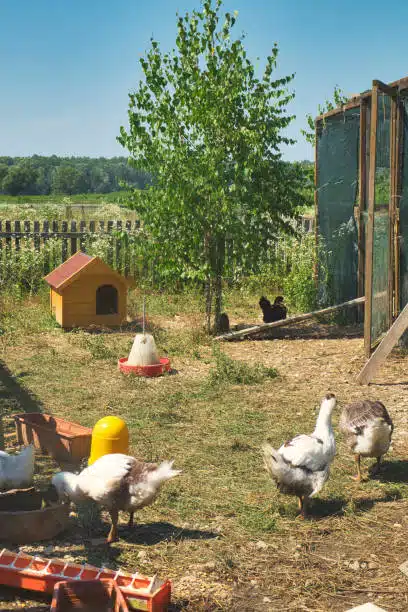 A vibrant photo of a mixed flock of chickens, ducks, and geese in a backyard setting - Poultry raising