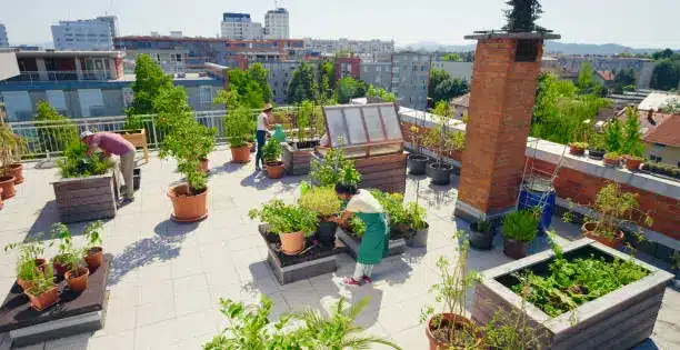 A vibrant rooftop garden with lush greenery and city skyscrapers in the background - Urban farming - Agristuff