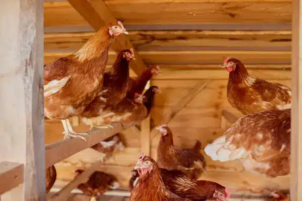 A well-ventilated, spacious chicken coop with nesting boxes and perches - Poultry raising