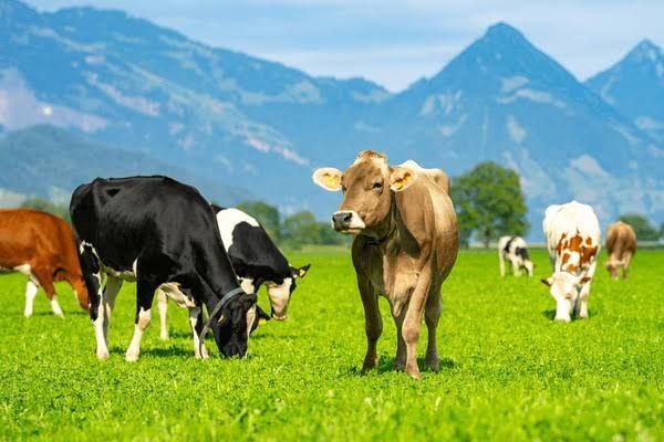 All about livestock, whether for meat or dairy production, types of farm animals, methods of raising, types of feed, and equipment for animal production farms.