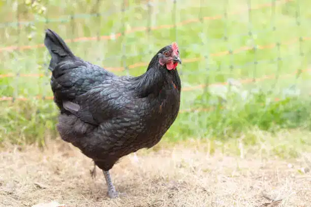 An Australorp hen strutting in the sunlight, showcasing its glossy black feathers with a green sheen - egg laying chickens