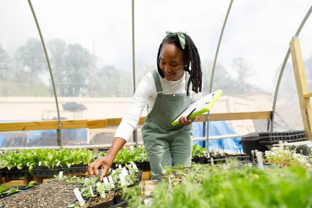 An urban farmer tending to plants in a hydroponic system - Agristuff