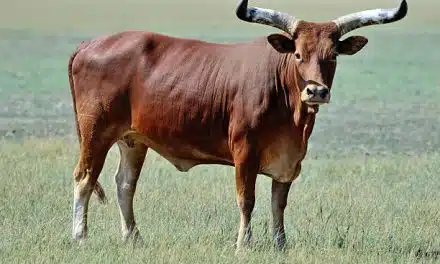 All about Ankole cattle horn