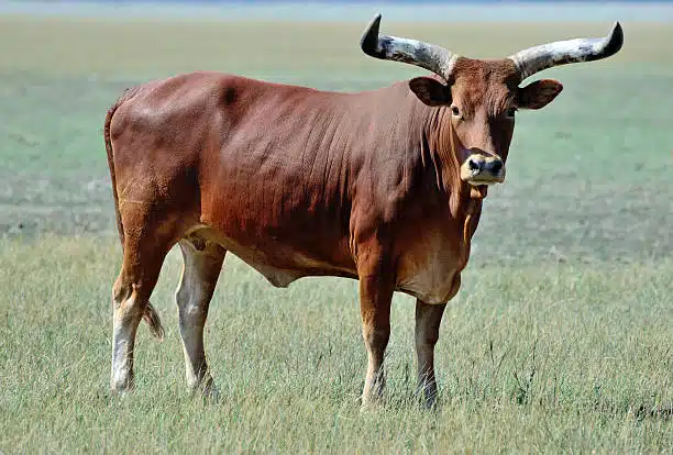 All about Ankole cattle horn