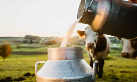 Dairy farming | How to start a Dairy farm business?