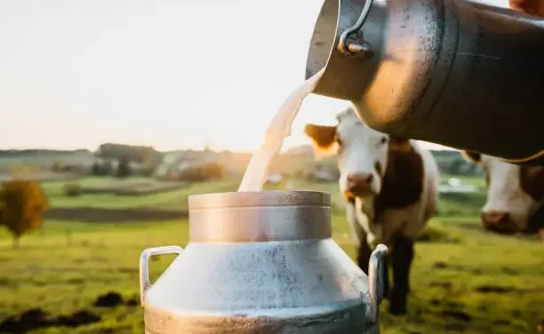 Dairy farming | How to start a Dairy farm business?