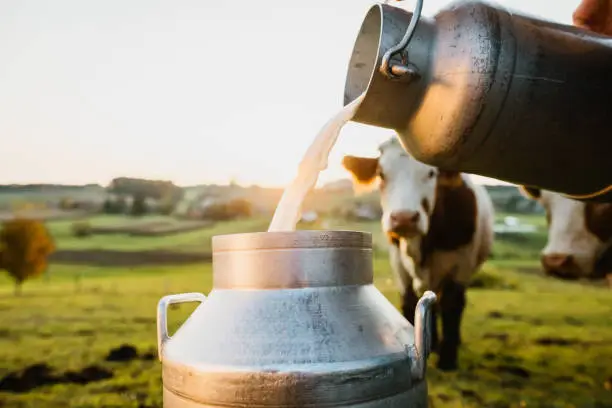 Dairy farming | How to start a Dairy farm business?