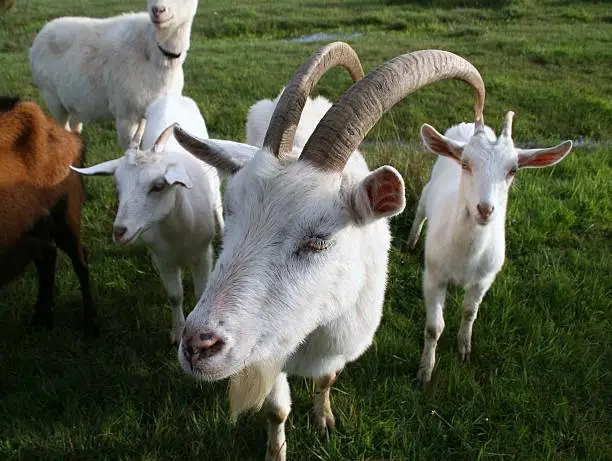 A herd of goats grazing in a rotational paddock system, with lush green pastures in the background.