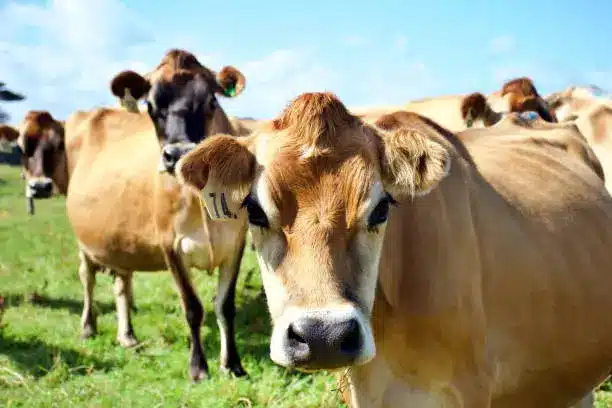 Jersey cattle feed requirements & The best feed