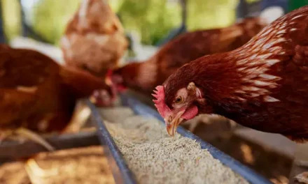 Poultry farming | All about Definition, Methods, Breeds, & Facts