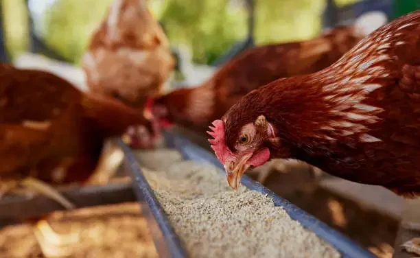 Poultry farming | All about Definition, Methods, Breeds, & Facts