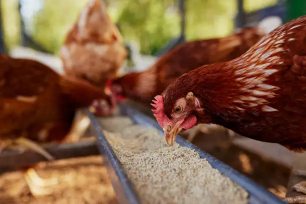 Poultry farming | All about Definition, Methods, Breeds, & Facts