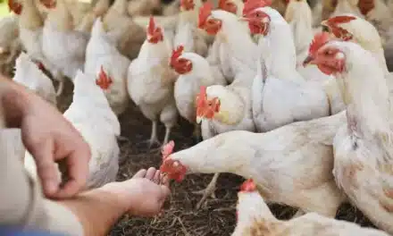 Poultry raising | poultry farming business plan