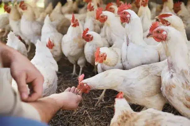 Poultry raising | poultry farming business plan