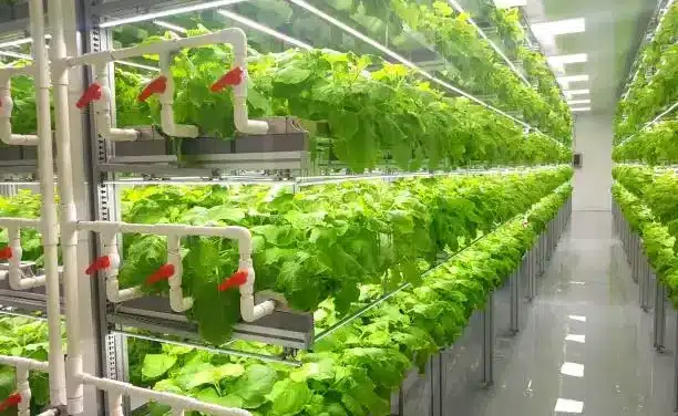 Vertical farming | Definition, Systems, Equipment