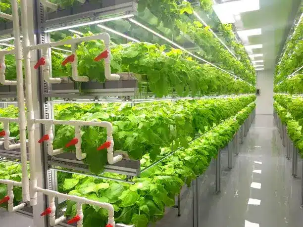 Vertical farming | Definition, Systems, Equipment